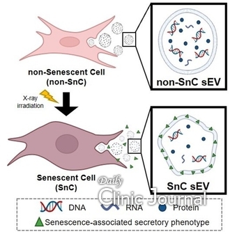 정상(non-SnC)과 노화 세포(SnC) 유래 엑소좀(sEV)의 생물리적 특성 모식도